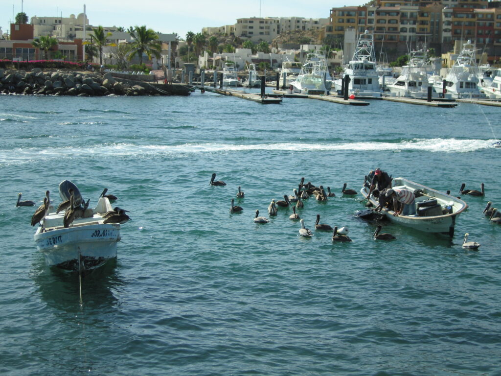 2009-01-16 (7)