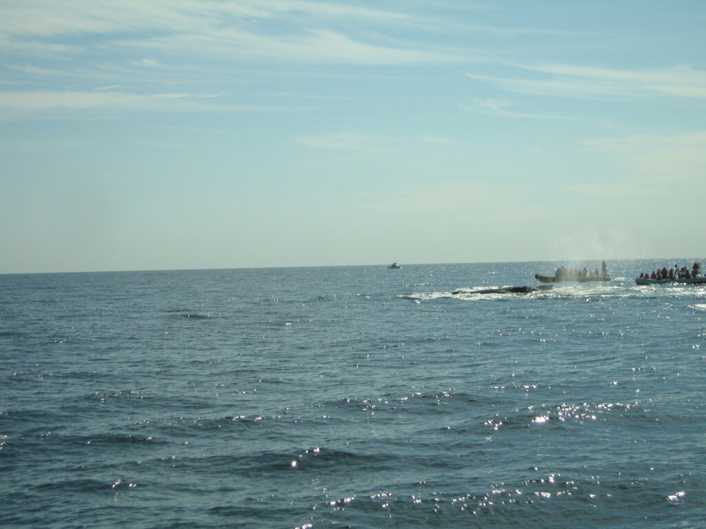 2009-01-17 (26)